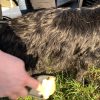 Groomit deshedding brush - Image 9