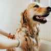 Groomit Lavender Camomile Dog Shampoo - Image 2