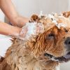 Groomit Lavender Camomile Dog Shampoo - Image 4