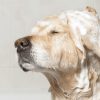 Groomit Lavender Camomile Dog Shampoo - Image 3